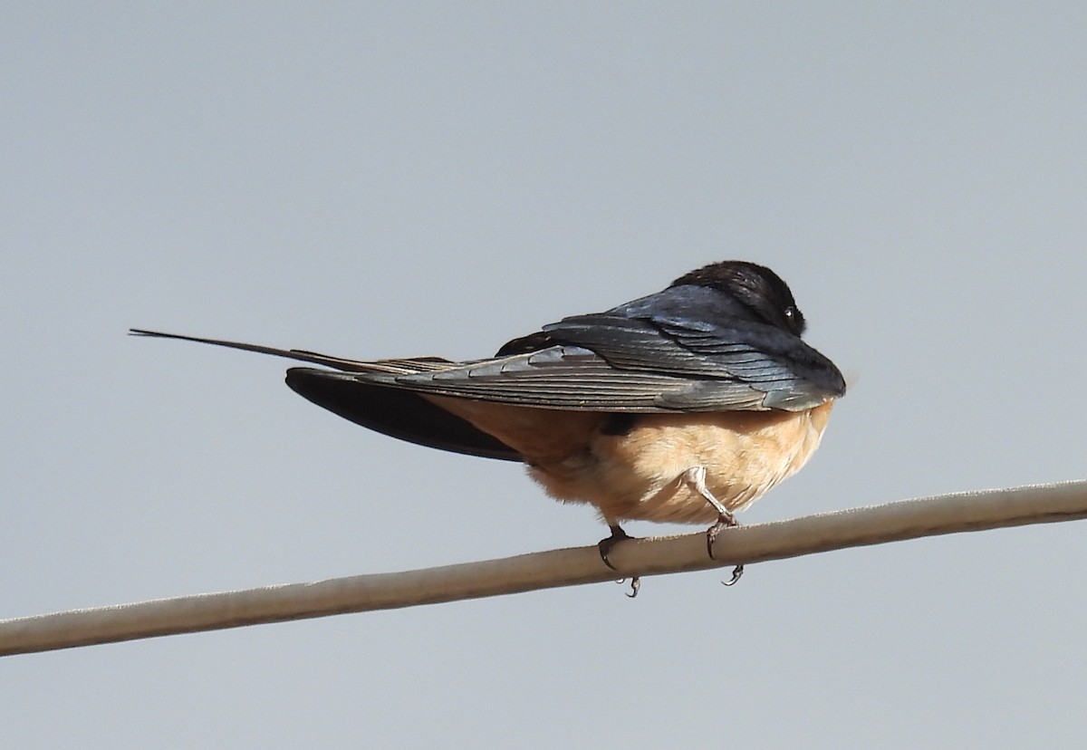 Barn Swallow - ML619057010