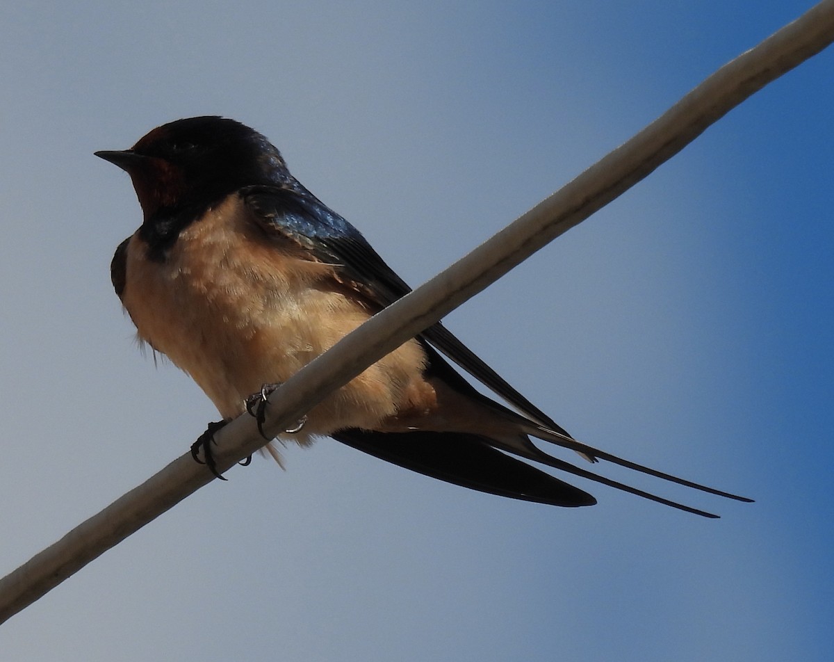 Barn Swallow - ML619057012