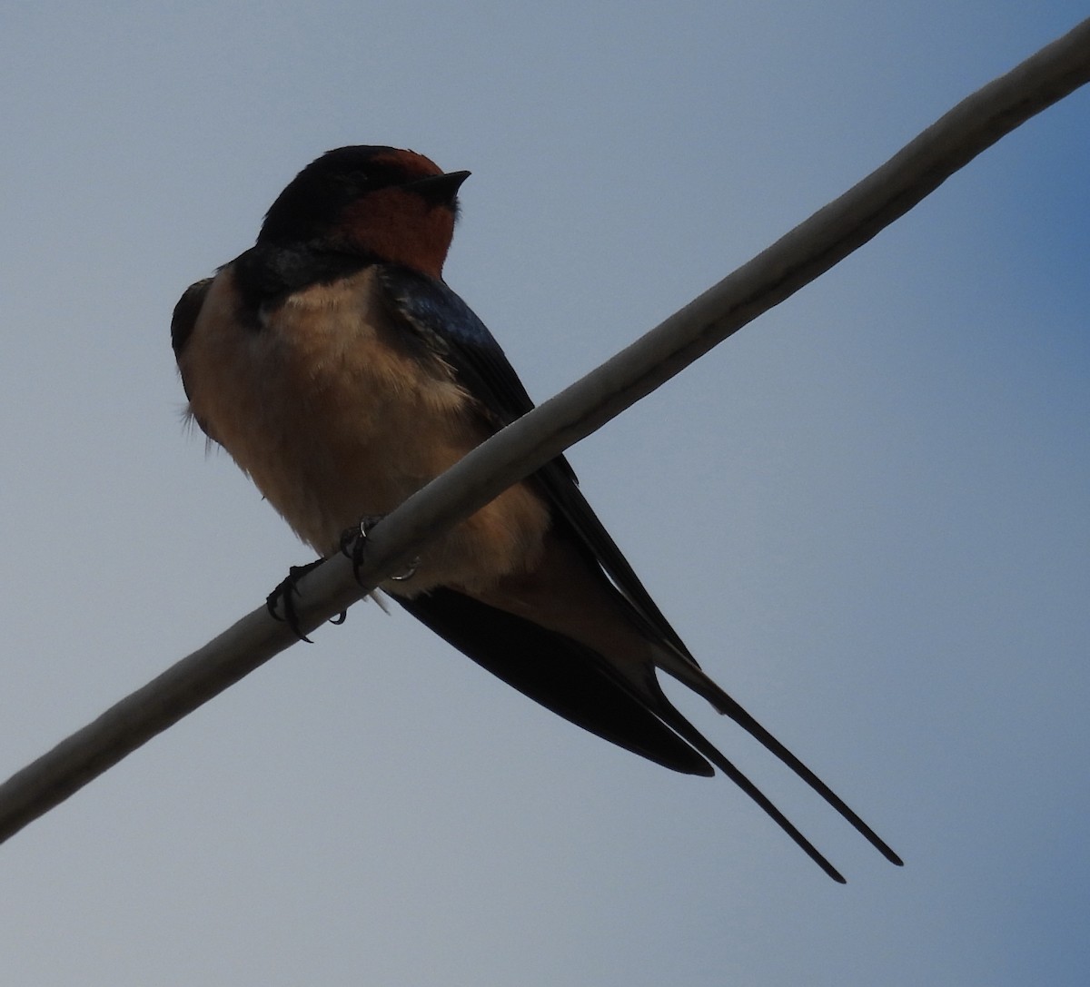 Barn Swallow - ML619057013