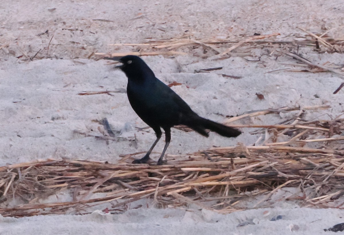 Boat-tailed Grackle - ML619057029