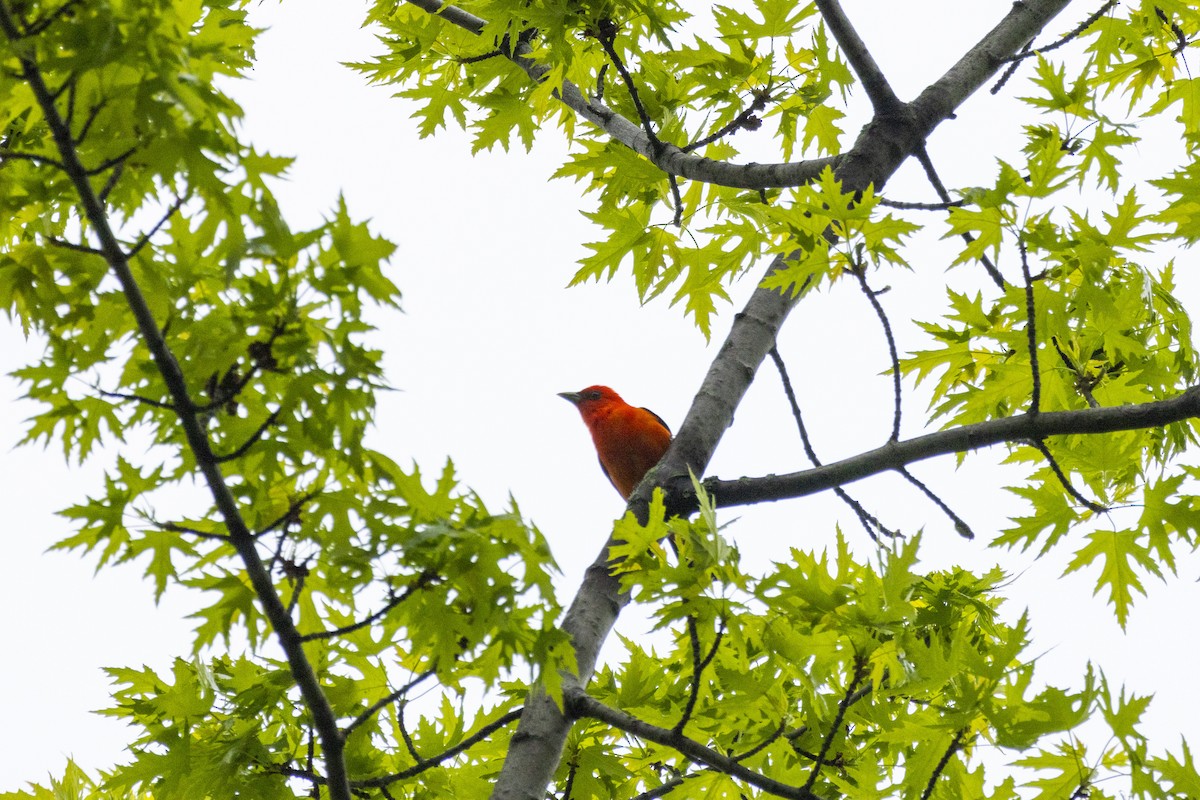 Scarlet Tanager - ML619057057