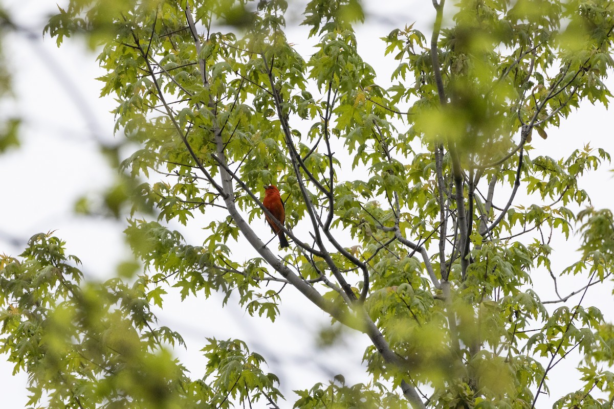 Scarlet Tanager - ML619057059