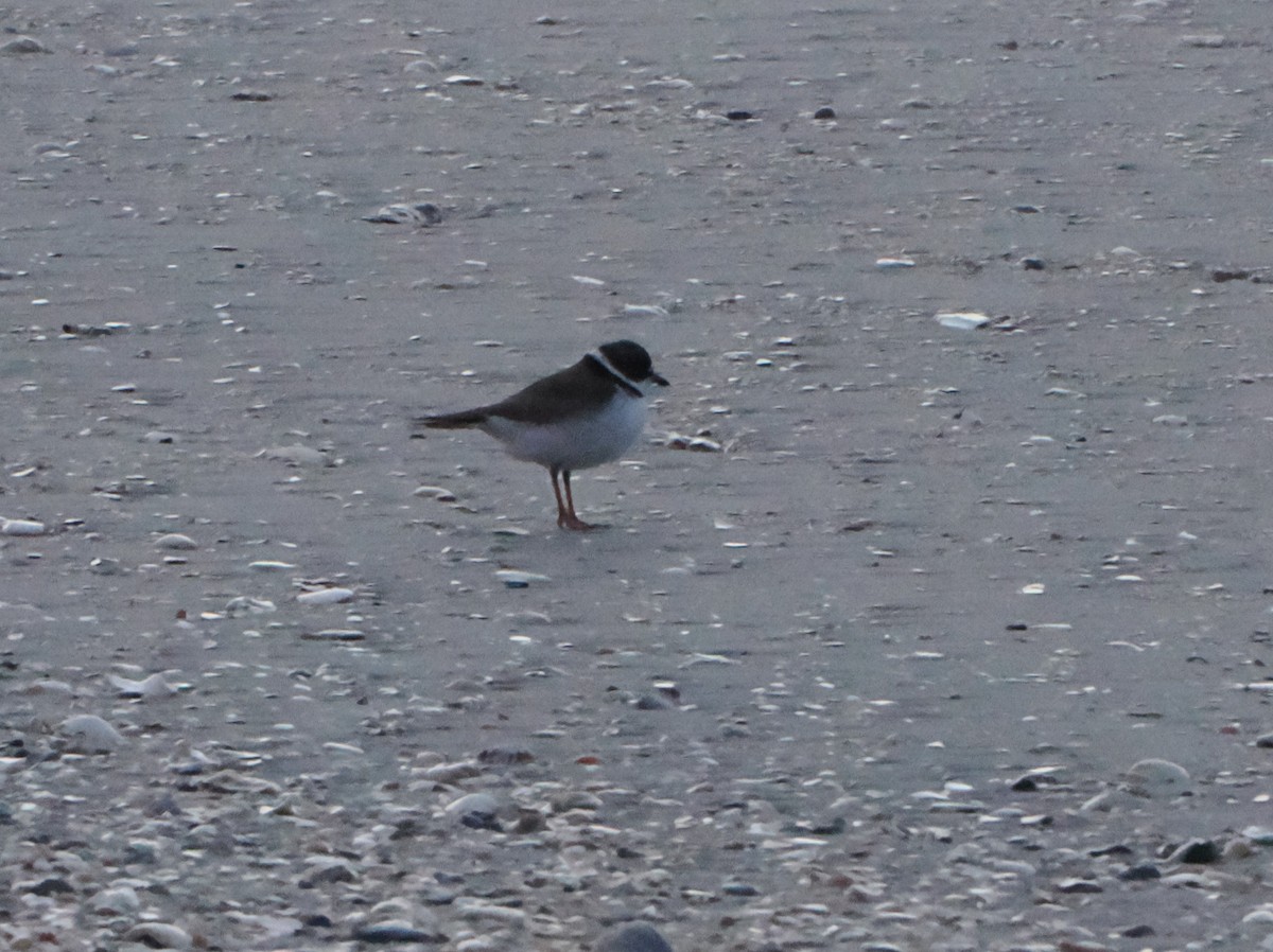 Semipalmated Plover - ML619057115