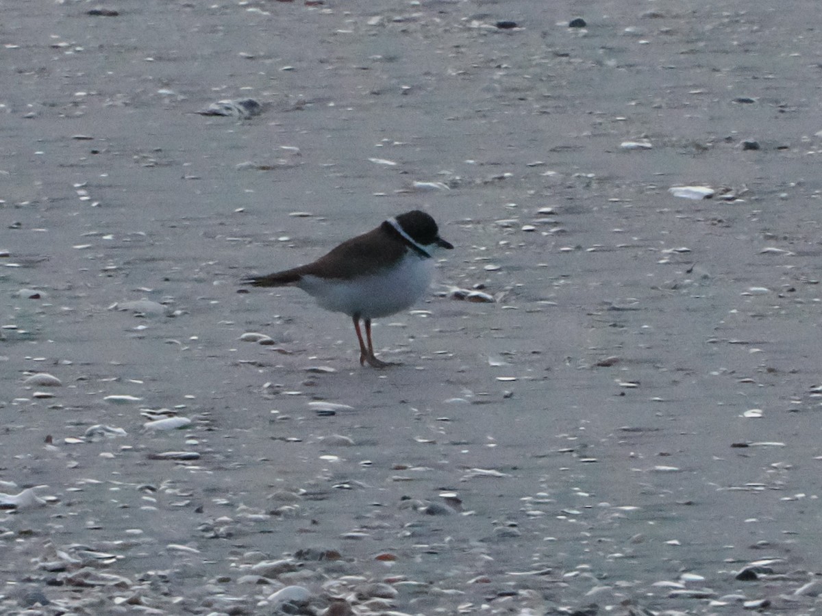 Semipalmated Plover - ML619057133