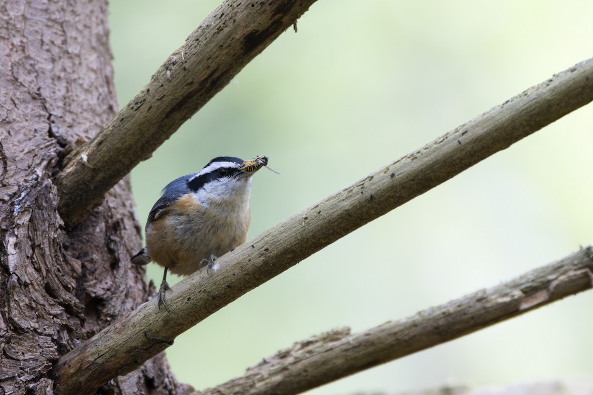 Red-breasted Nuthatch - ML619057146