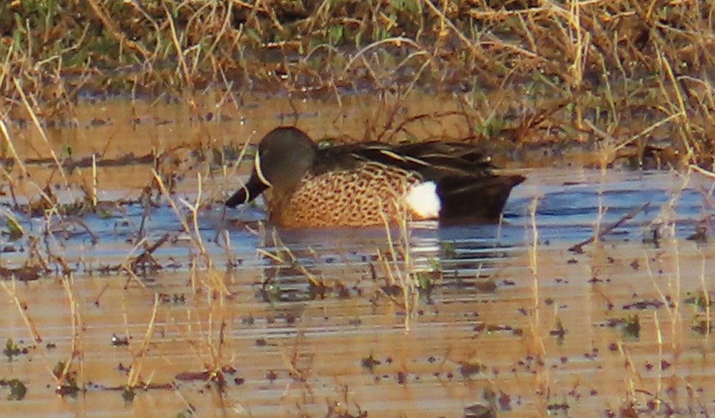 Blue-winged Teal - ML619057147