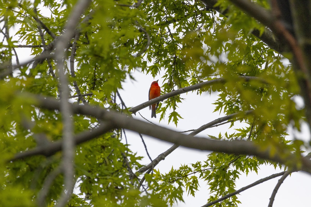 Scarlet Tanager - ML619057159