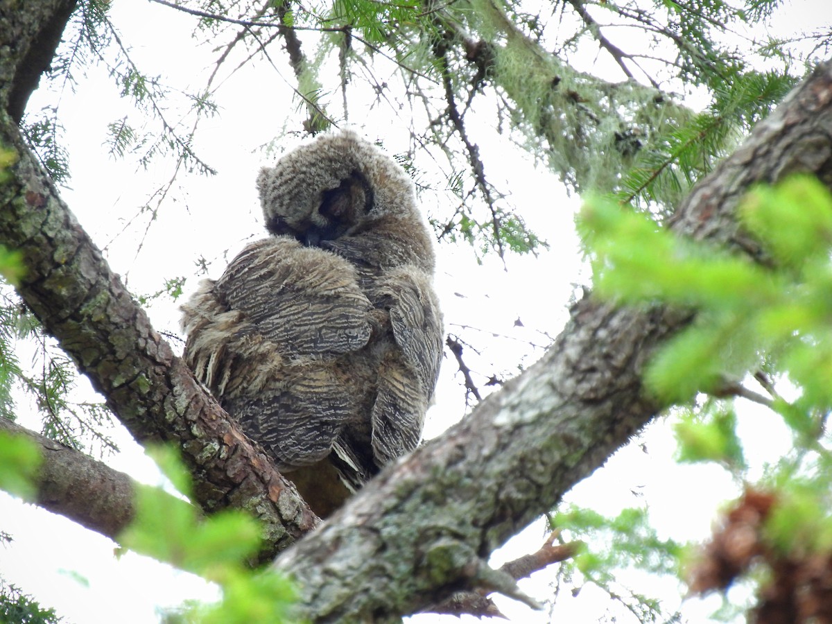 Great Horned Owl - ML619057203