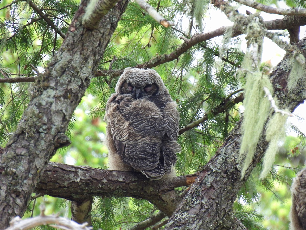 Great Horned Owl - ML619057207