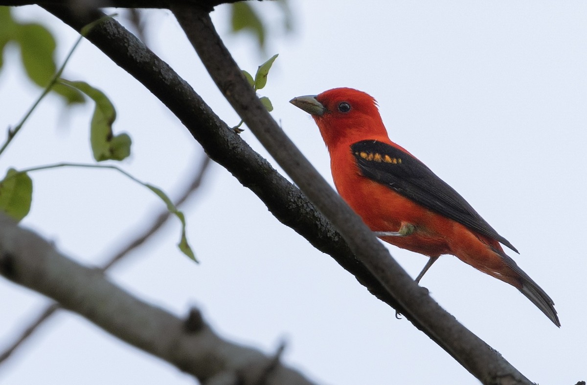 Scarlet Tanager - ML619057211