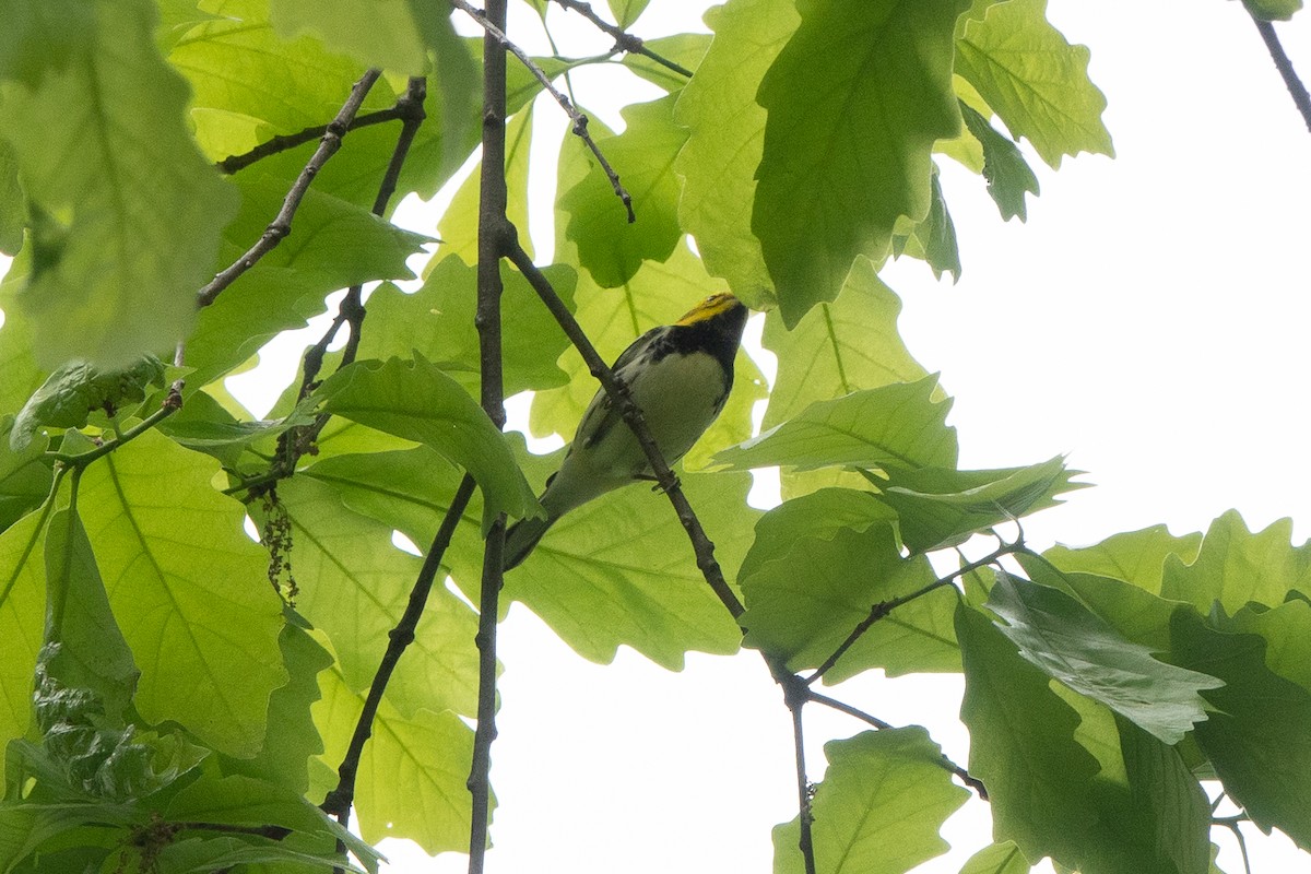 Black-throated Green Warbler - Marilyn Henry