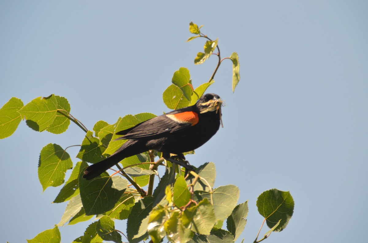 Red-winged Blackbird - Brian Quindlen
