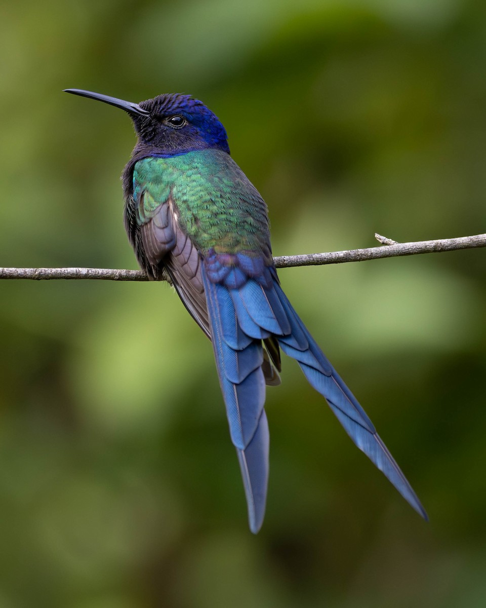 Swallow-tailed Hummingbird - ML619057277