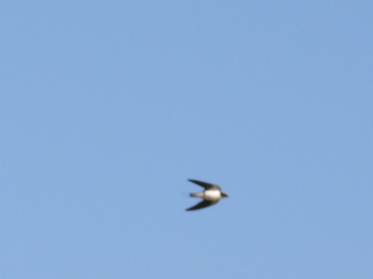 Wire-tailed Swallow - ML619057314