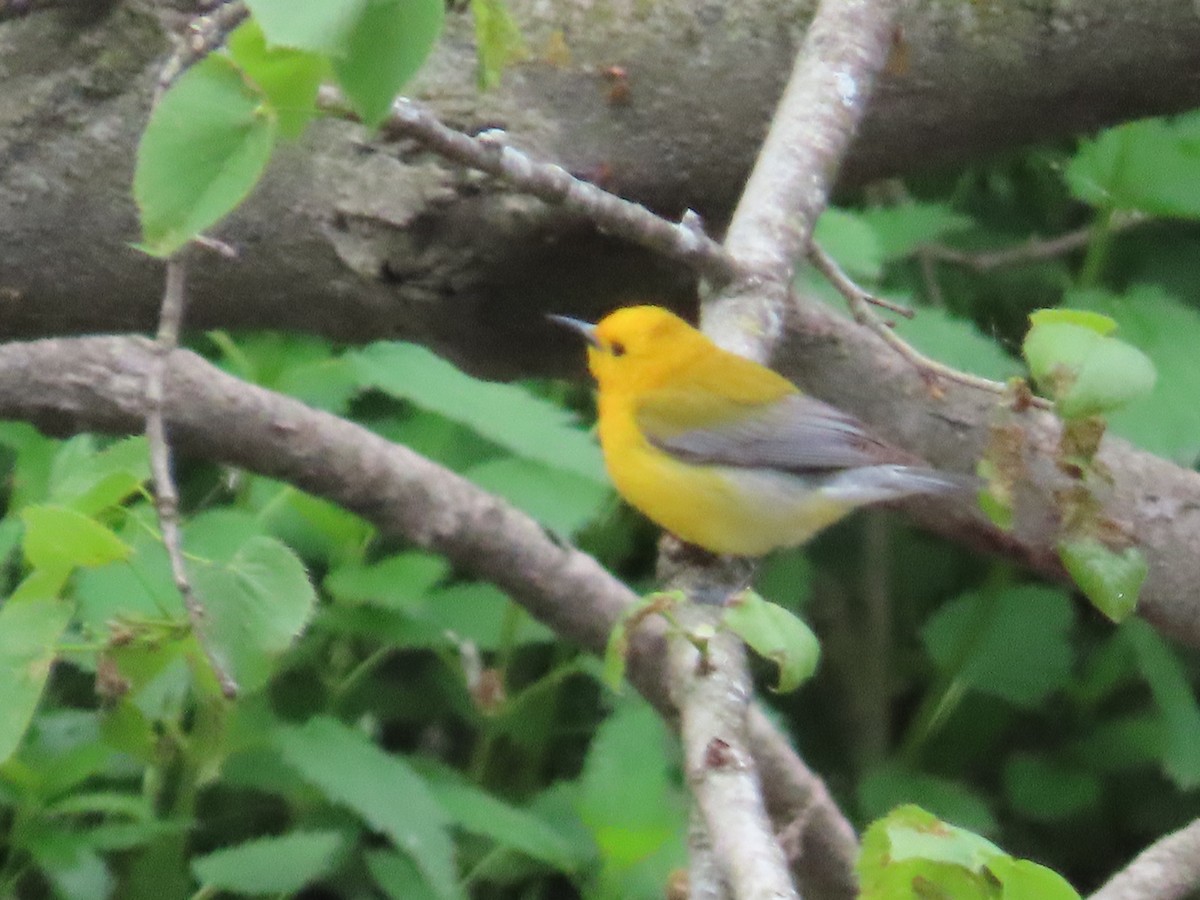 Prothonotary Warbler - ML619057360