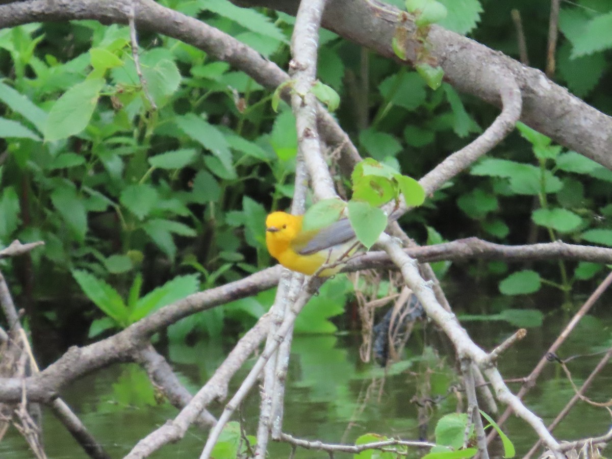 Prothonotary Warbler - ML619057366