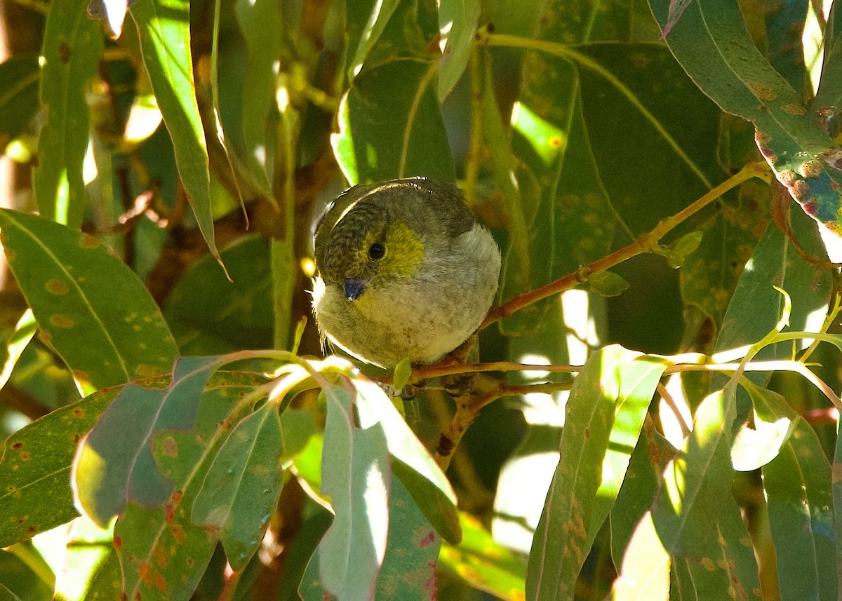 Forty-spotted Pardalote - ML619057404