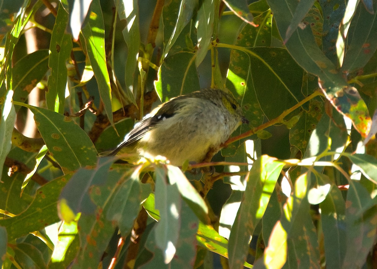 Forty-spotted Pardalote - ML619057405