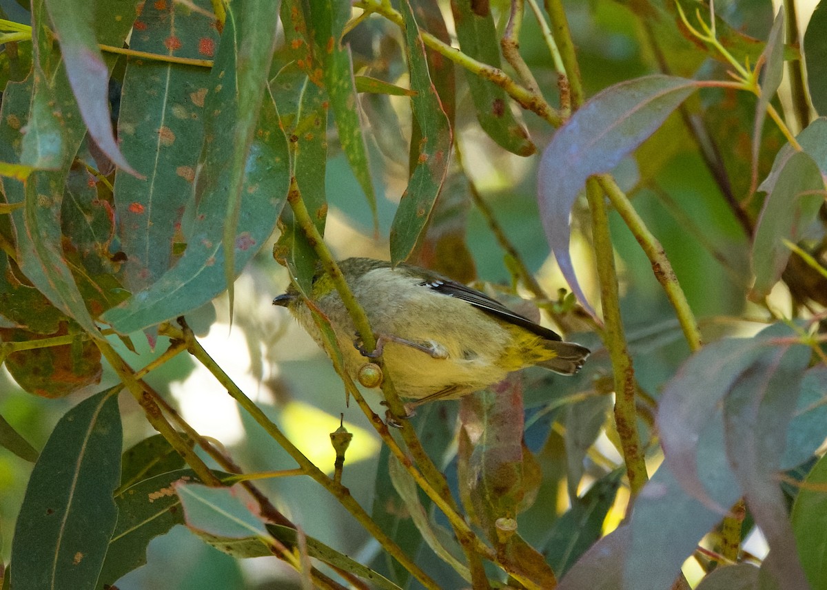 Forty-spotted Pardalote - ML619057408