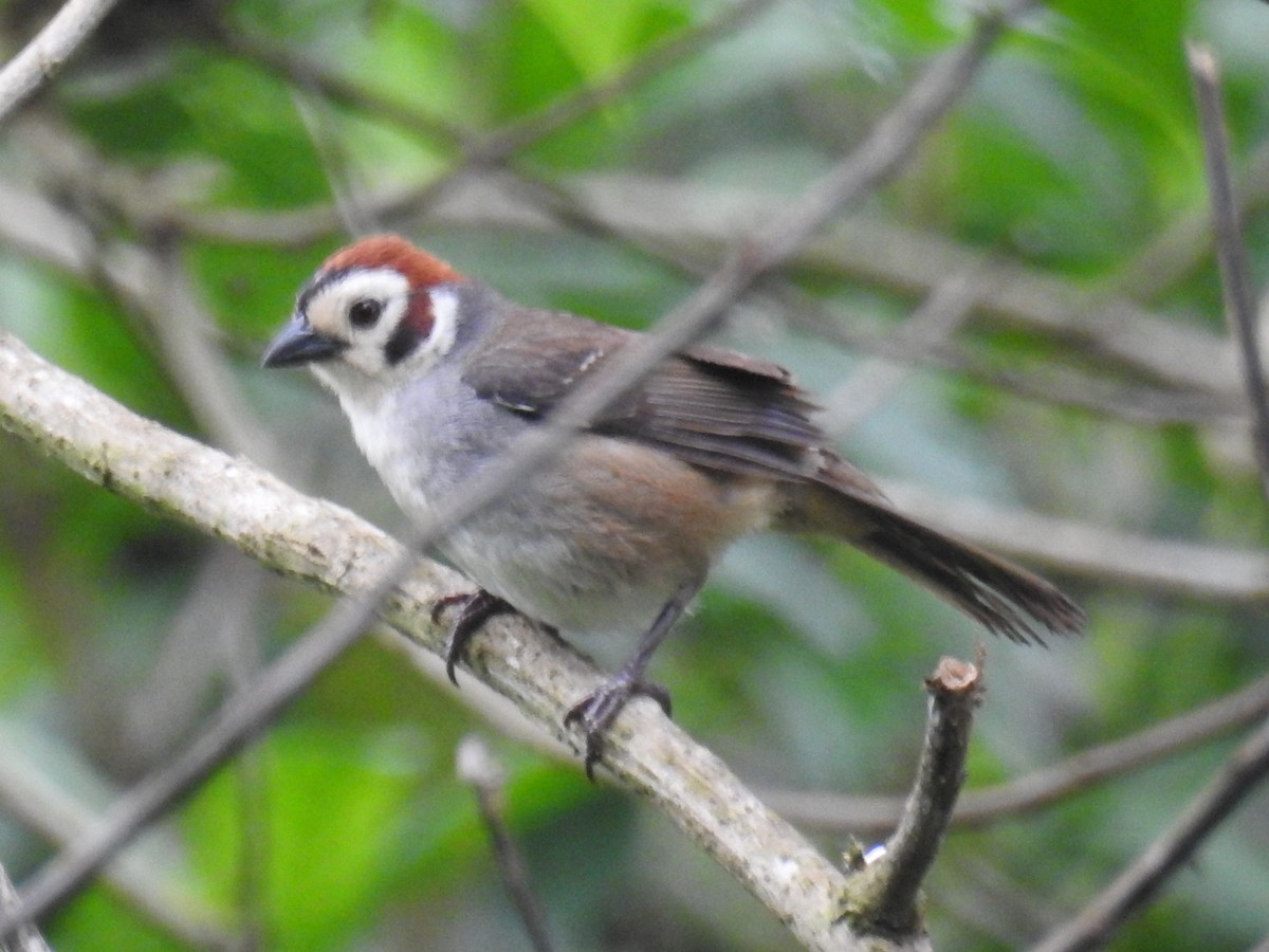 White-faced Ground-Sparrow - Oscar Suazo Ortega