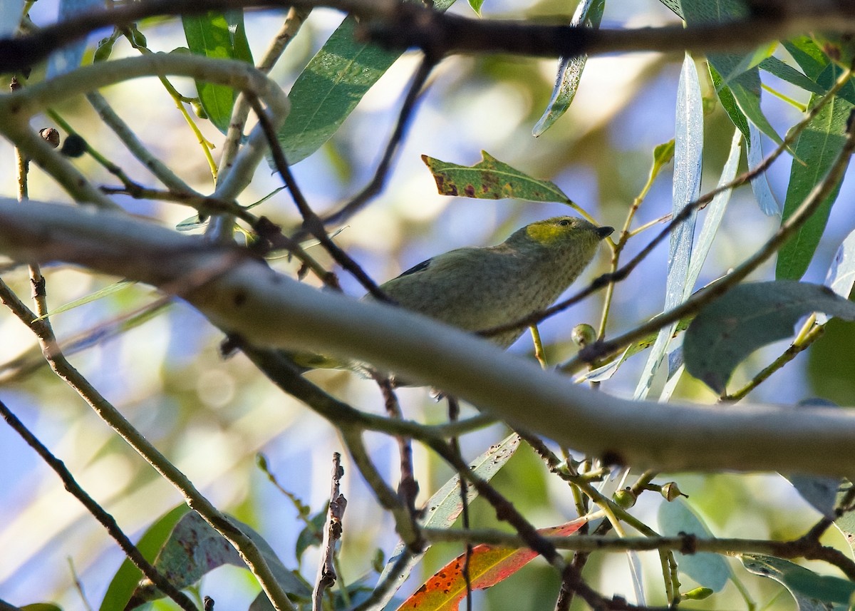 Forty-spotted Pardalote - ML619057411