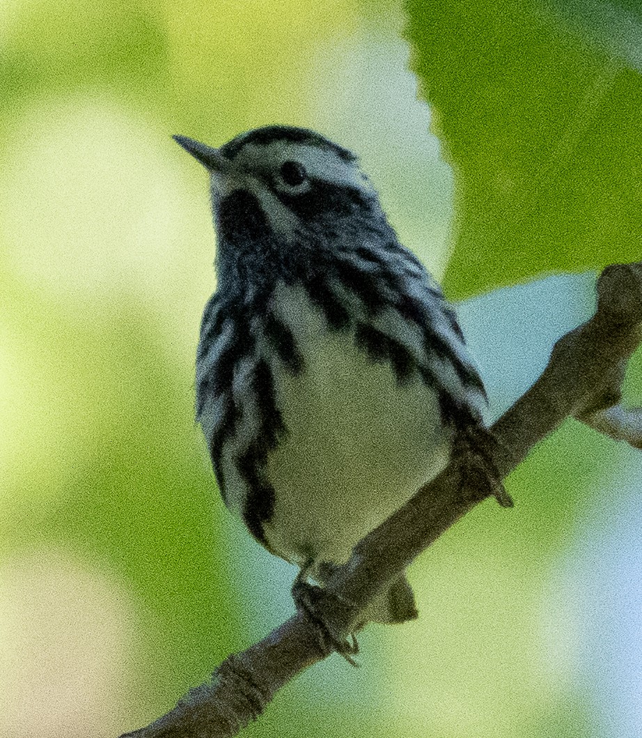 Black-and-white Warbler - ML619057429