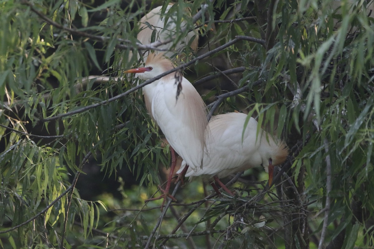 Чапля єгипетська (підвид ibis) - ML619057459
