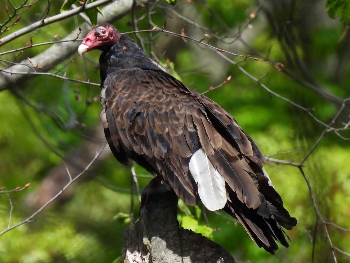 Turkey Vulture - ML619057503