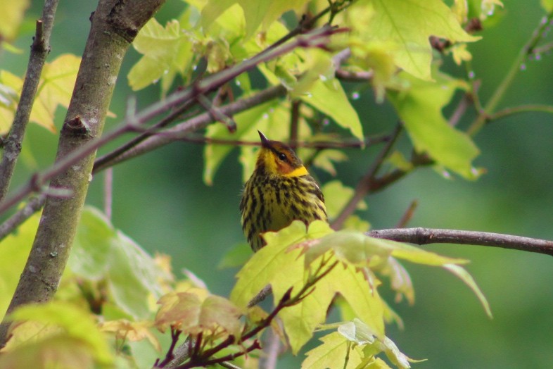 Cape May Warbler - ML619057516