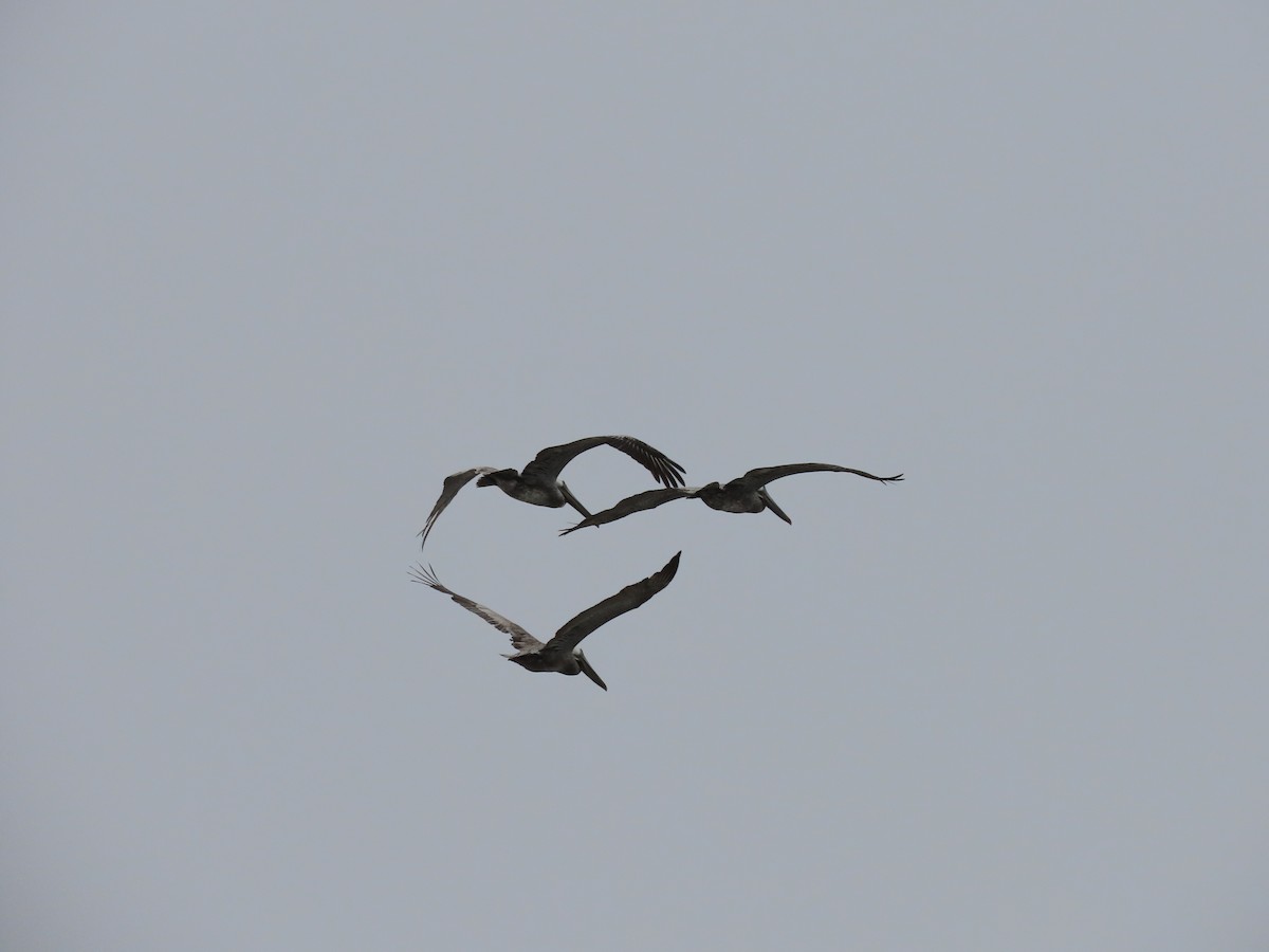 Бурый пеликан (californicus) - ML619057549
