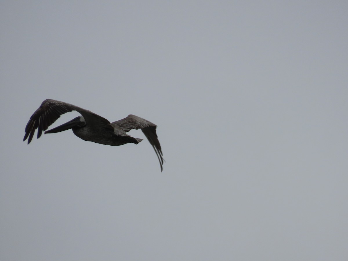 pelikán hnědý (ssp. californicus) - ML619057550