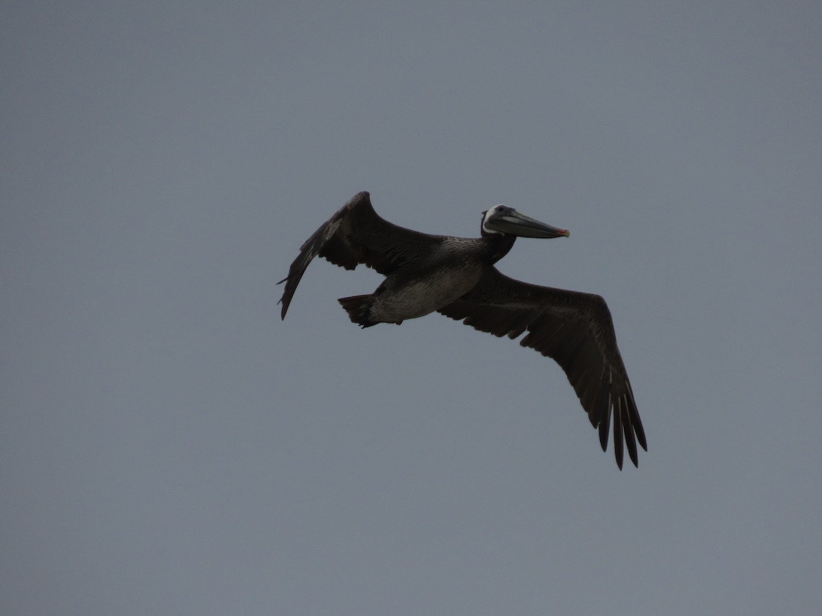 pelikán hnědý (ssp. californicus) - ML619057551