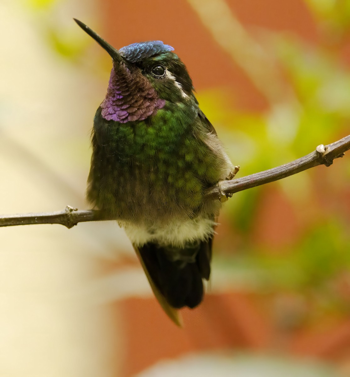 kolibřík fialovohrdlý - ML619057583
