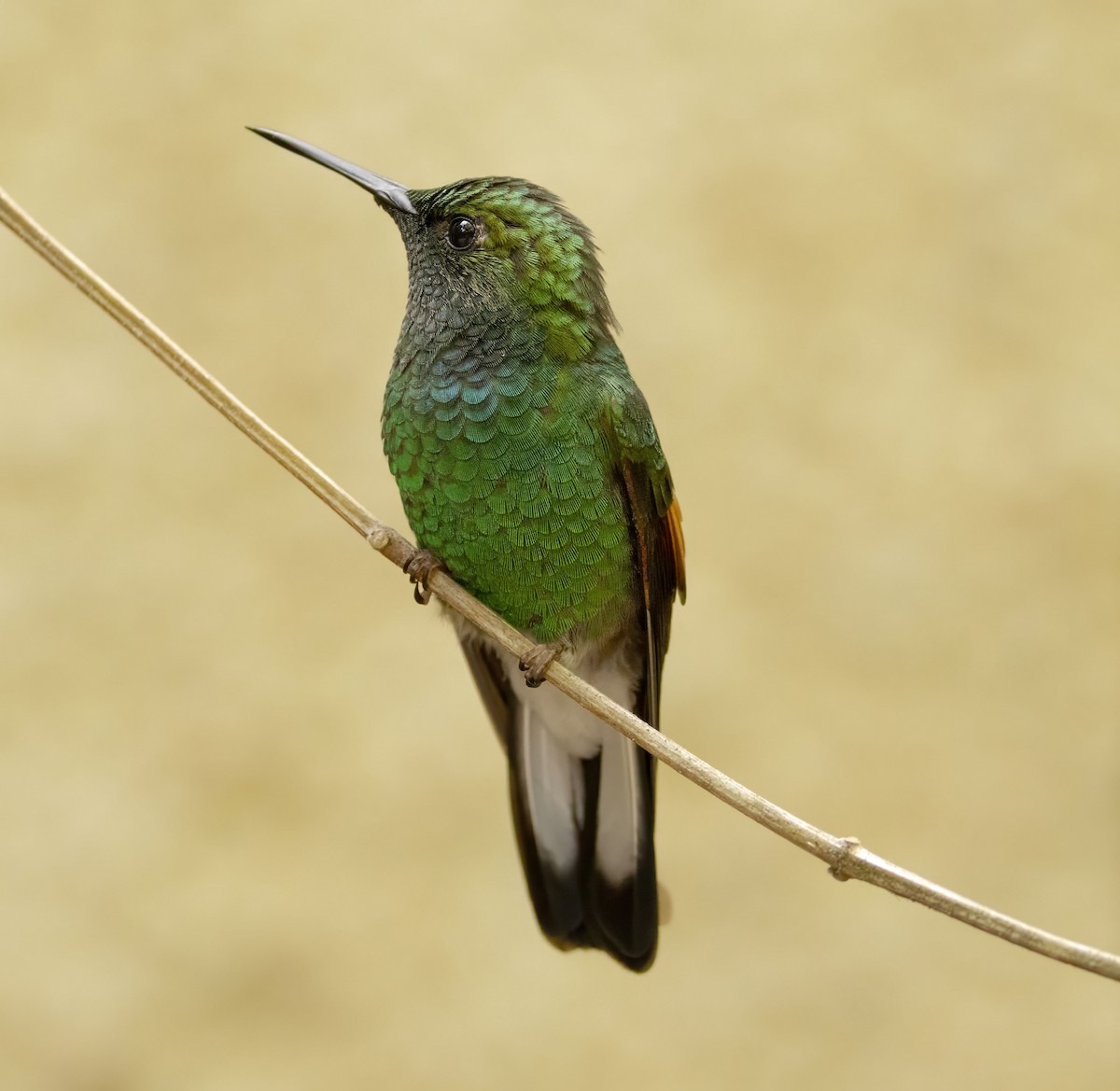 Stripe-tailed Hummingbird - ML619057605