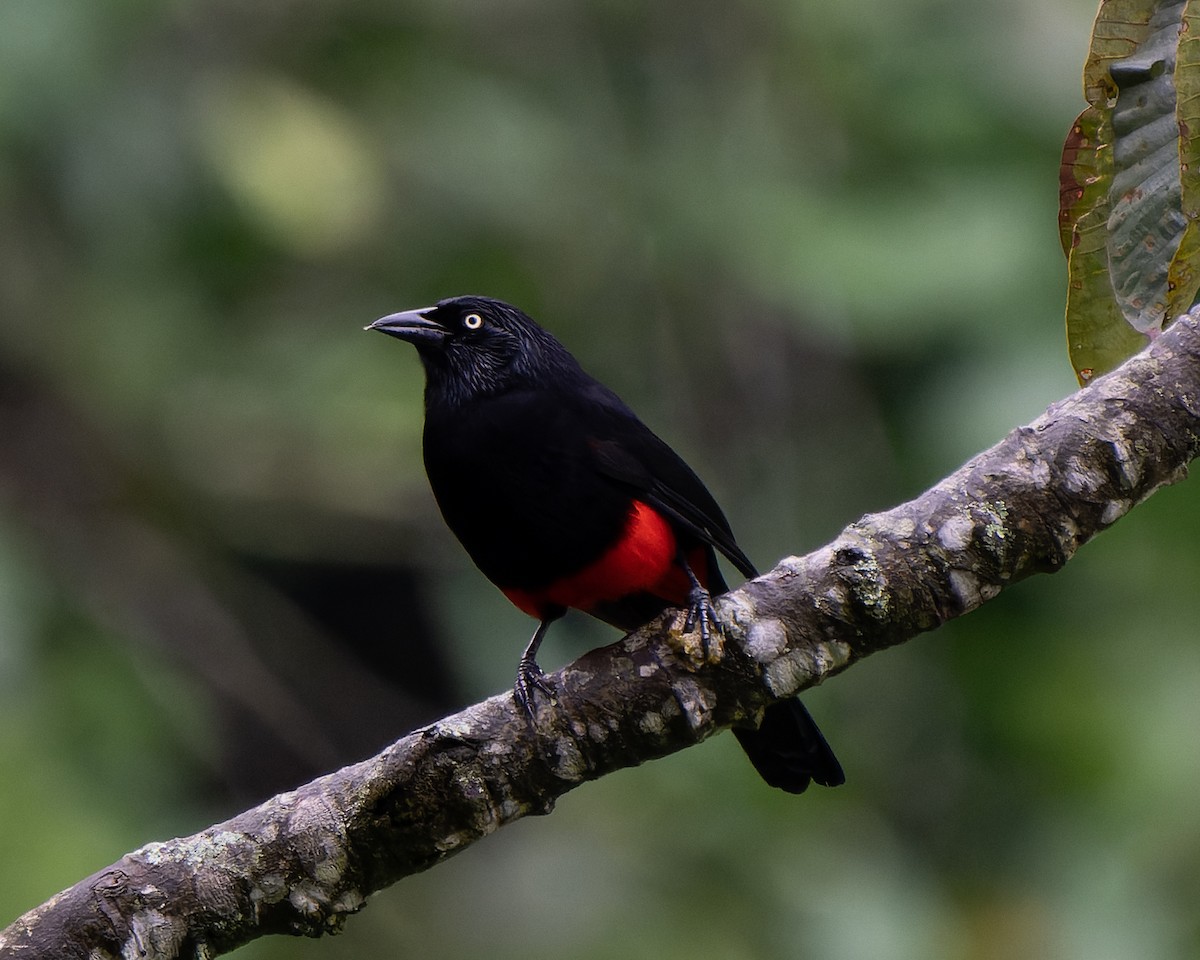 Red-bellied Grackle - ML619057613