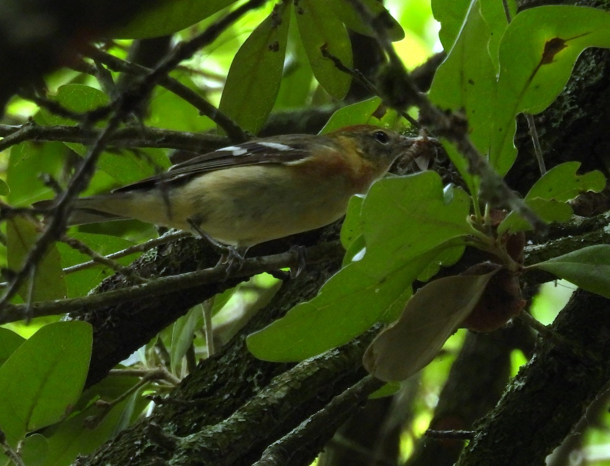 Bay-breasted Warbler - ML619057652