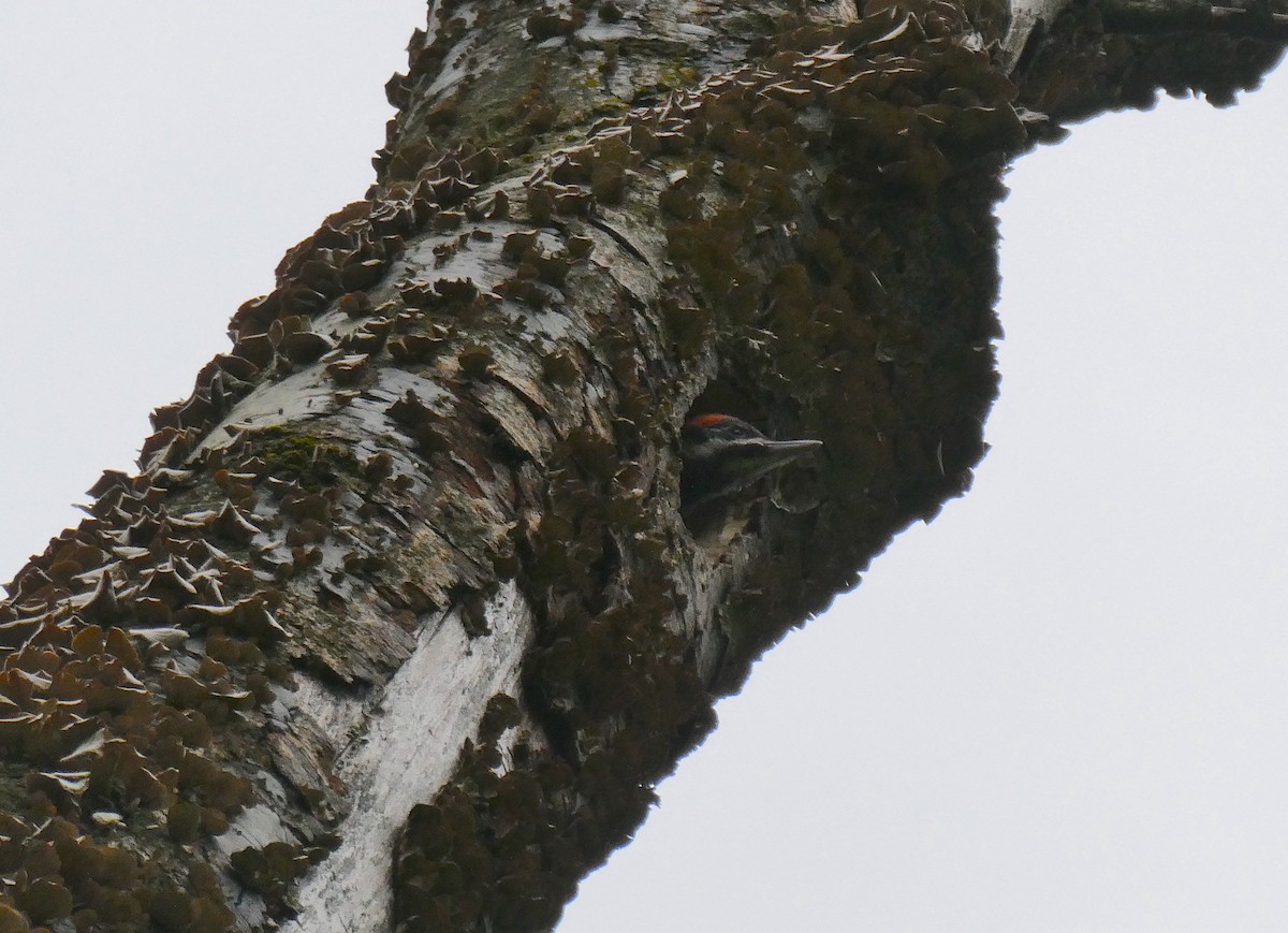 Pileated Woodpecker - ML619057657