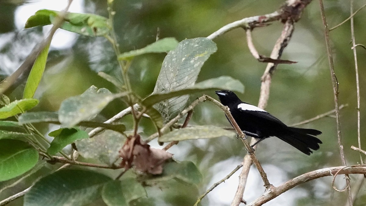 White-shouldered Tanager - ML619057670