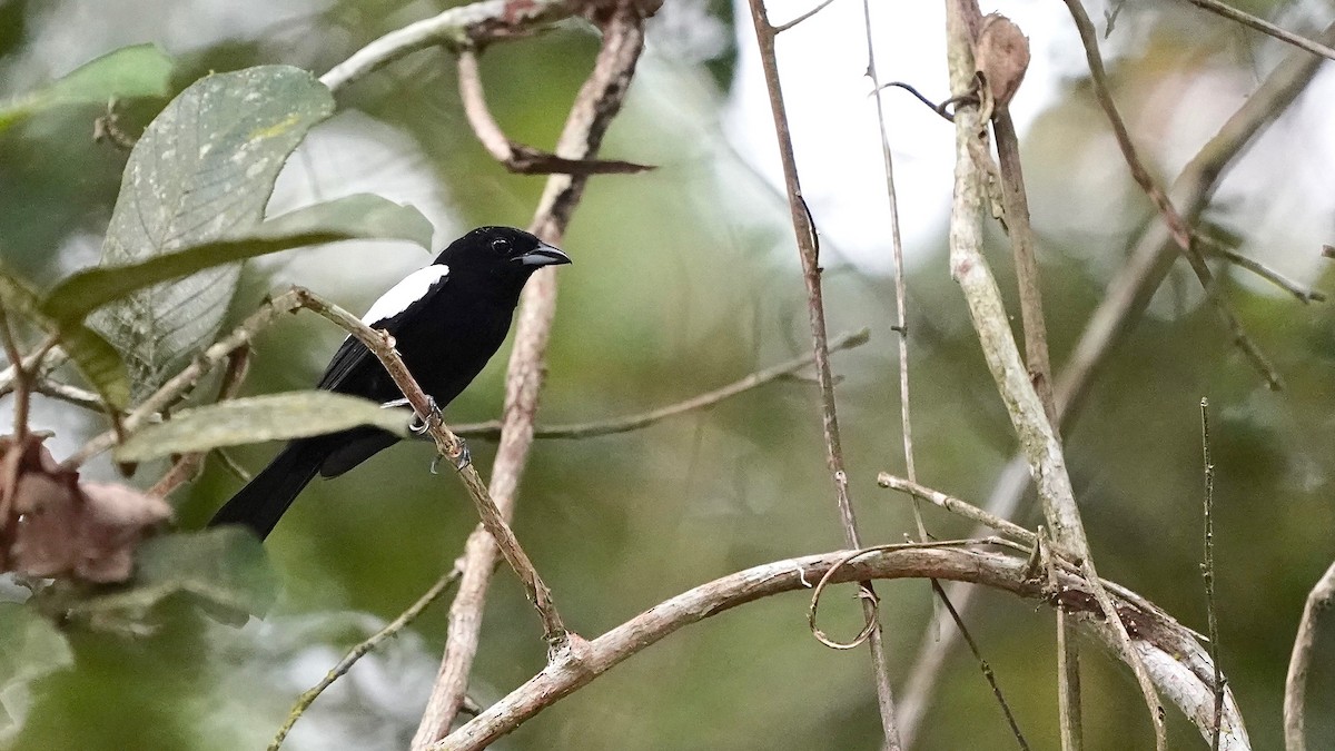White-shouldered Tanager - ML619057673