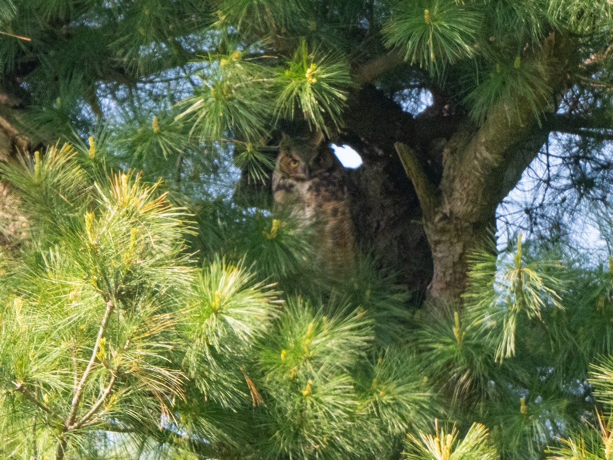 Great Horned Owl - ML619057747
