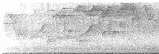 Дрізд-короткодзьоб Cвенсона - ML619057775