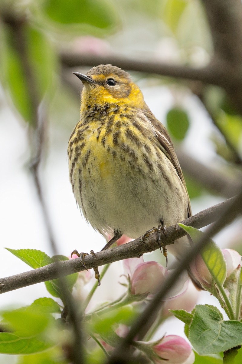 Cape May Warbler - ML619057791