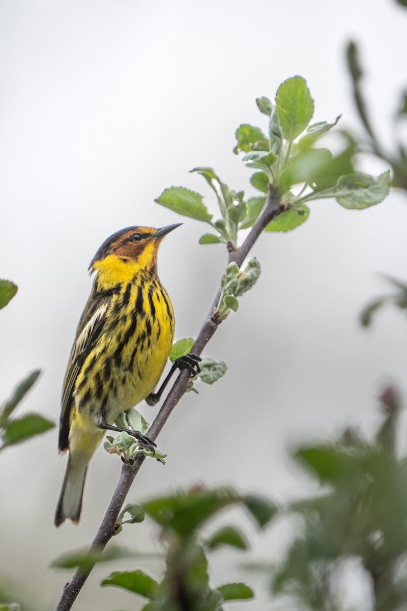 Cape May Warbler - ML619057792