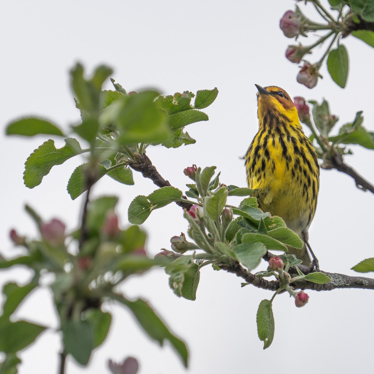 Cape May Warbler - ML619057794