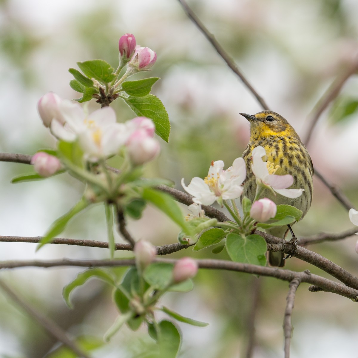 Cape May Warbler - ML619057795