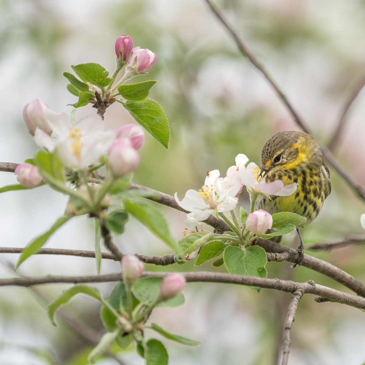 Cape May Warbler - ML619057796