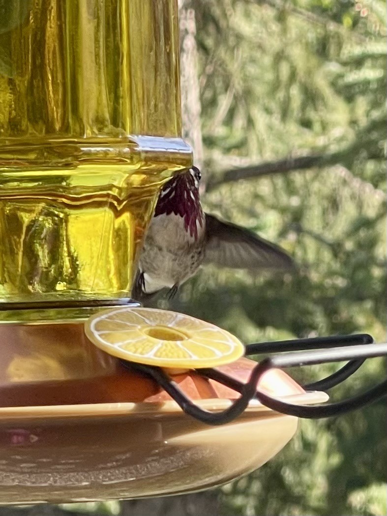 Calliope Hummingbird - Vera Hill
