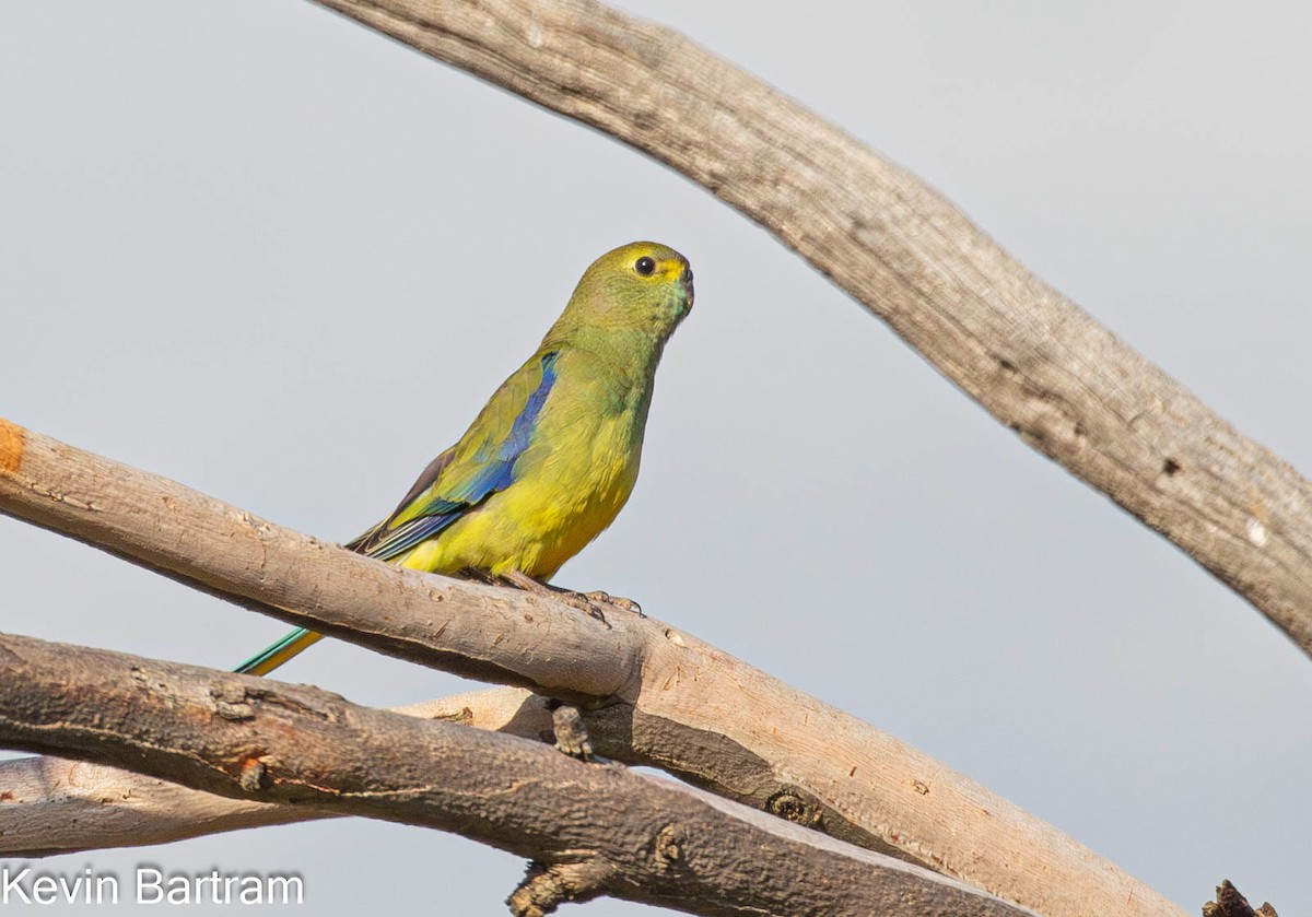 Blue-winged Parrot - ML619057848