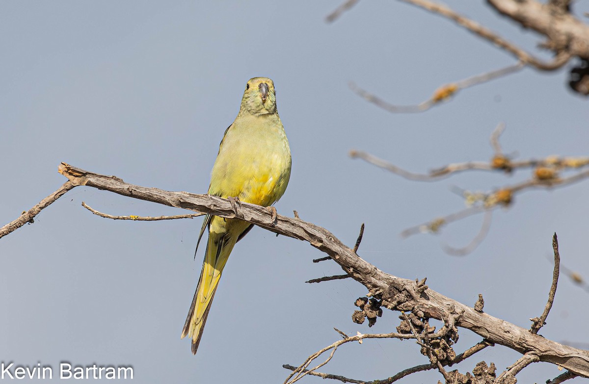 Blue-winged Parrot - ML619057854