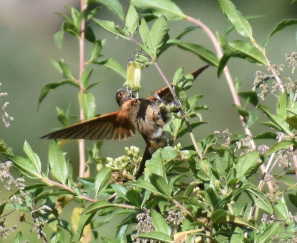 kolibřík duhovohřbetý - ML619057862